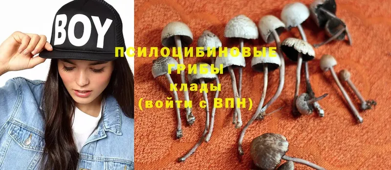 Галлюциногенные грибы Psilocybe  Белокуриха 